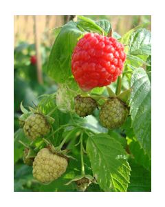 FRAMBOISE À FLEURS ROUGES